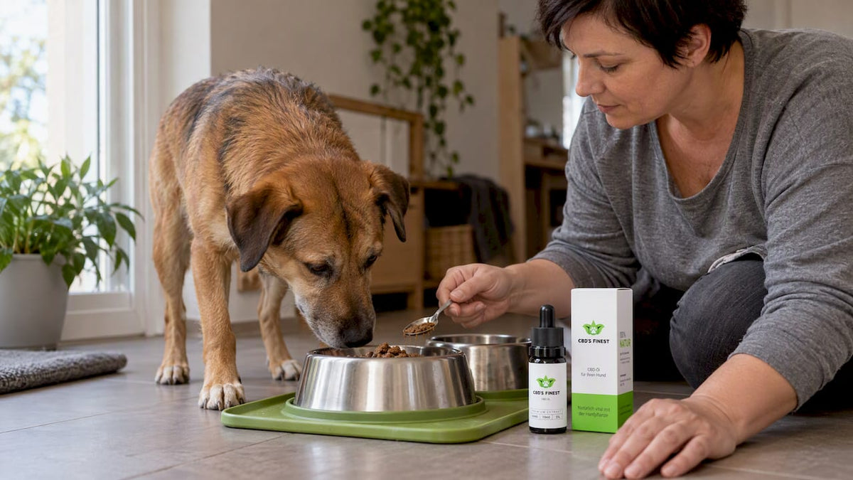 Der Hund schnüffelt am Futter neben dem CBD-Öl.