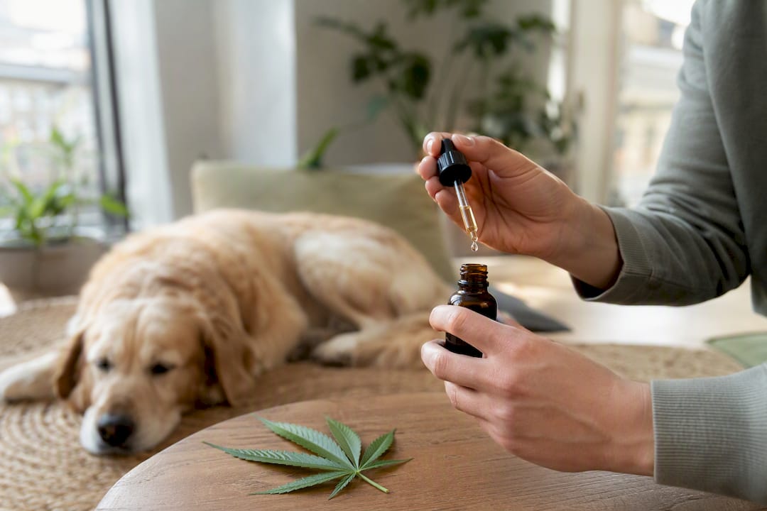 CBD Öl tierfreundliche Formulierung: Was Sie prüfen sollten